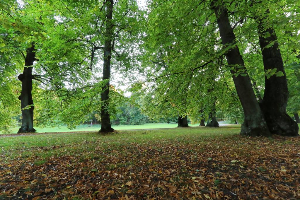 Tilia cordata